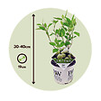 PLANT IN A BOX - Hortensia - Hydrangea 'Strong Annabelle' - Hauteur 30-40cm - ⌀19cm - vignette