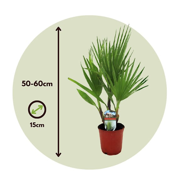 PLANT IN A BOX - Palmier de Washington - Set de 2 - Washingtonia robusta - H50-60cm - ⌀15cm - large
