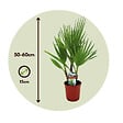 PLANT IN A BOX - Palmier de Washington - Set de 2 - Washingtonia robusta - H50-60cm - ⌀15cm - vignette