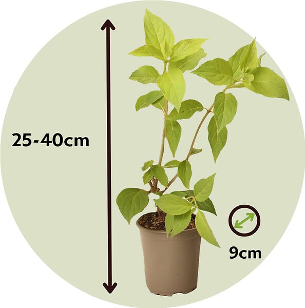 PLANT IN A BOX - Hortensia - Set de 3 - Hortensia paniculata - Hauteur 25-35cm - ⌀9cm - large