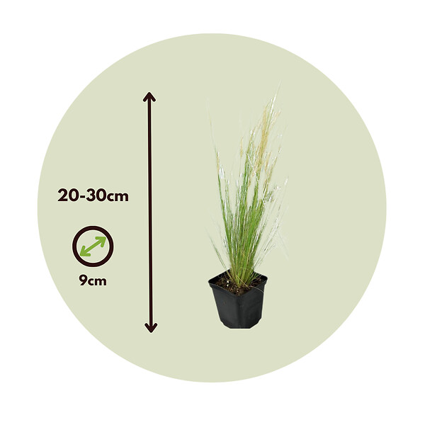 PLANT IN A BOX - Herbe aux plumes - Set de 9 - Stipa tenuifolia 'Pony Tails' - H20-30cm - ⌀9cm - large