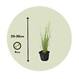 PLANT IN A BOX - Herbe aux plumes - Set de 9 - Stipa tenuifolia 'Pony Tails' - H20-30cm - ⌀9cm - vignette