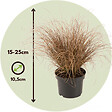 PLANT IN A BOX - Mélange de graminées - Set de 6 - Stipa, Festuca, Carex - H15-25cm - ⌀10,5cm - vignette