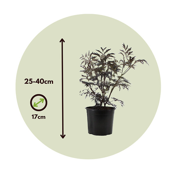 PLANT IN A BOX - Sureau noir - Set de 2 - Sambucus nigra 'Black Lace' - Hauteur 25-40cm - ⌀17cm - large