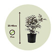 PLANT IN A BOX - Sureau noir - Set de 2 - Sambucus nigra 'Black Lace' - Hauteur 25-40cm - ⌀17cm - vignette
