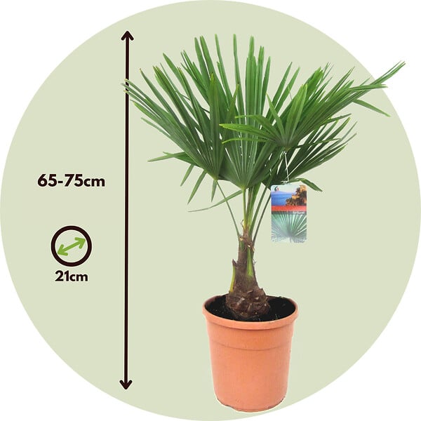 PLANT IN A BOX - Palmier de Chine - Set de 2 - Trachycarpus Fortunei - Hauteur 65-75cm - ⌀21cm - large