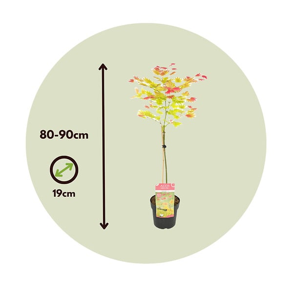 PLANT IN A BOX - érable du Japon - Acer palmatum 'Moonrise' - Hauteur 80-90cm - âŒ€19cm - large