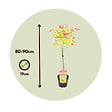 PLANT IN A BOX - érable du Japon - Acer palmatum 'Moonrise' - Hauteur 80-90cm - âŒ€19cm - vignette
