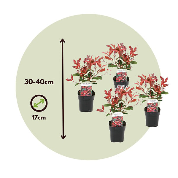 PLANT IN A BOX - Feuille de noyer - Set de 6 - Photinia fraseri 'Red Robin' - H30-40cm - ⌀17cm - large