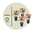 PLANT IN A BOX - Feuille de noyer - Set de 6 - Photinia fraseri 'Red Robin' - H30-40cm - ⌀17cm - vignette