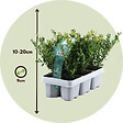 PLANT IN A BOX - Houx crenelé - Set de 12 - Ilex crenata 'Jenny' - Hauteur 10-20cm - ⌀9cm - vignette