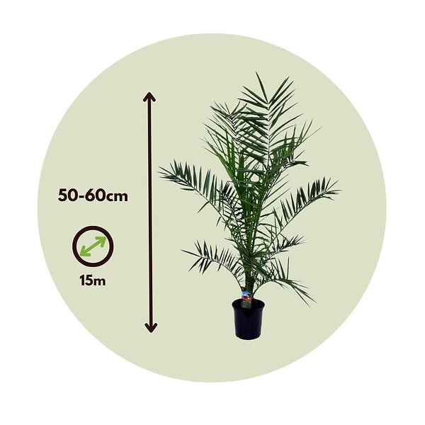 PLANT IN A BOX - Palmier Dattier des Canaries - Set de 2 - Phoenix - Hauteur 50-60cm - ⌀15cm - large