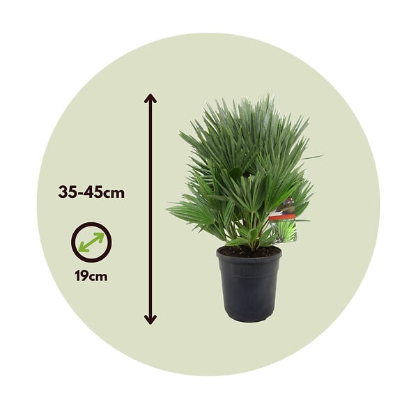 PLANT IN A BOX - Palmier nain - Set de 2 - Chamaerops 'Vulcano' - Hauteur 35-45cm - ⌀19cm - large