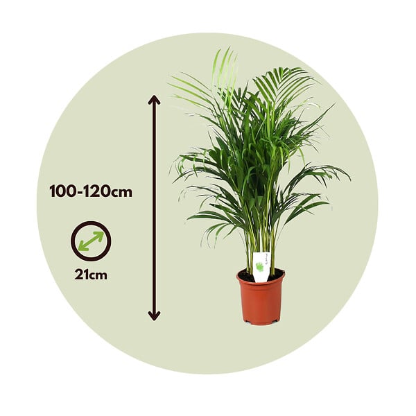 PLANT IN A BOX - Palmier areca - Dypsis lutescens - Hauteur 100-120cm - ⌀21cm - large