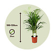 PLANT IN A BOX - Palmier areca - Dypsis lutescens - Hauteur 100-120cm - ⌀21cm - vignette