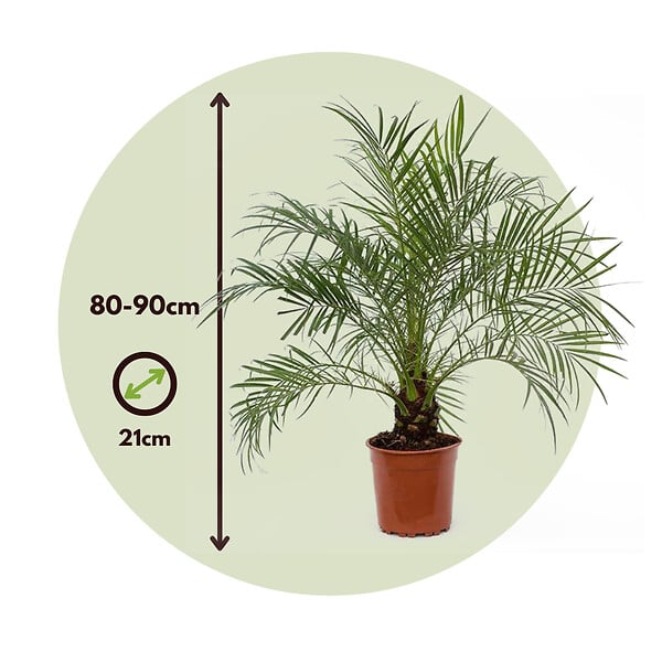 PLANT IN A BOX - Palmier Dattier nain - Phoenix roebelenii - Hauteur 80-90cm - ⌀21cm - large