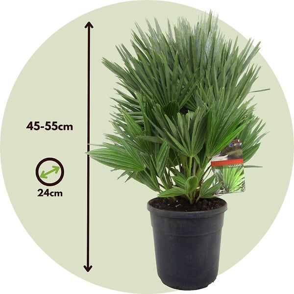 PLANT IN A BOX - Palmier nain - Chamaerops 'Vulcano' - Hauteur 45-55cm - ⌀24cm - large