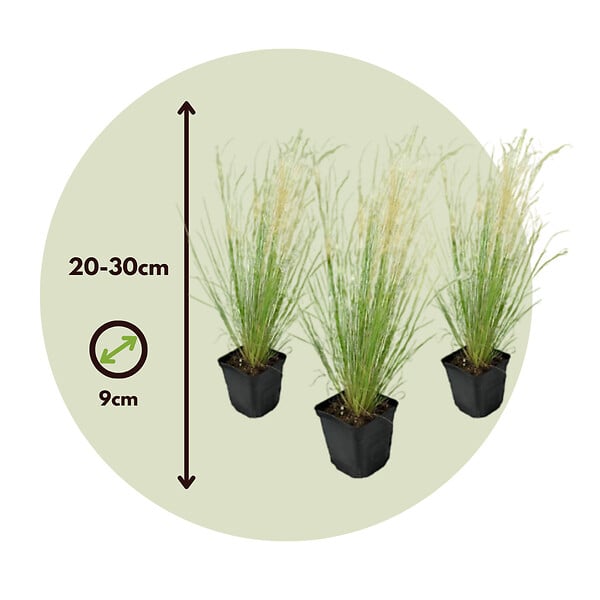 PLANT IN A BOX - Herbe aux plumes - Set de 3 - Stipa tenuifolia 'Pony Tails' - H20-30cm - ⌀9cm - large