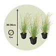 PLANT IN A BOX - Herbe aux plumes - Set de 3 - Stipa tenuifolia 'Pony Tails' - H20-30cm - ⌀9cm - vignette