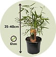 PLANT IN A BOX - Bambou non-traçant - Set de 3 - Fargesia rufa - Hauteur 25-40cm - ⌀13cm - vignette