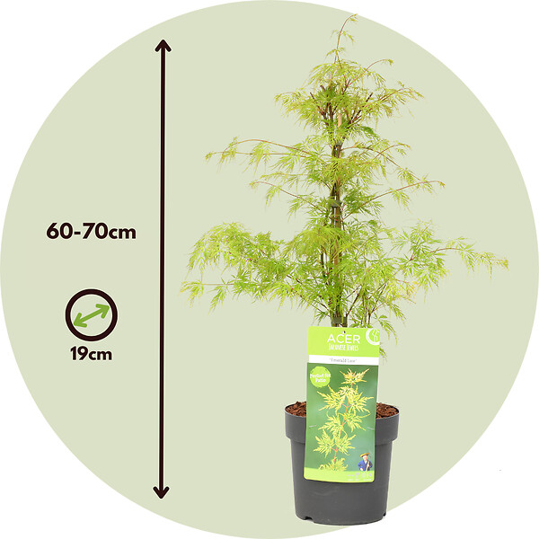 PLANT IN A BOX - érable du Japon - Acer palmatum 'Emerald Lace' - Hauteur 60-70cm - âŒ€19cm - large