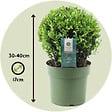 PLANT IN A BOX - Houx crenelé - Ilex crenata 'Jenny' - Hauteur 30-40cm - ⌀17cm - vignette