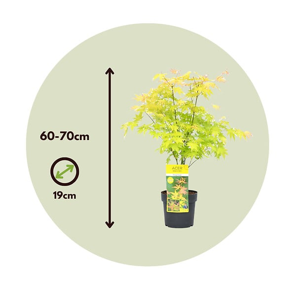 PLANT IN A BOX - Érable du Japon - Acer palmatum 'Orange Dream' - Hauteur 60-70cm - ⌀19cm - large
