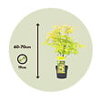 PLANT IN A BOX - Érable du Japon - Acer palmatum 'Orange Dream' - Hauteur 60-70cm - ⌀19cm - vignette