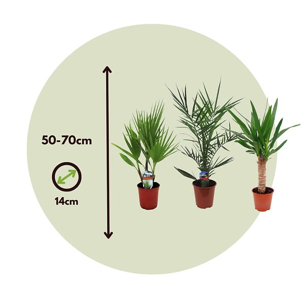 PLANT IN A BOX - Mélange de Palmiers d'intérieur - Set de 6 - Indoor Palmmix - H50-70cm - ⌀14cm - large