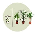 PLANT IN A BOX - Mélange de Palmiers d'intérieur - Set de 6 - Indoor Palmmix - H50-70cm - ⌀14cm - vignette