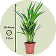 PLANT IN A BOX - Palmier areca - Set de 4 - Dypsis lutescens - Hauteur 30-45cm - ⌀12cm - vignette