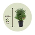 PLANT IN A BOX - Palmier nain - Chamaerops 'Vulcano' - Hauteur 35-45cm - ⌀19cm - vignette
