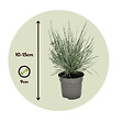 PLANT IN A BOX - Fétuque - Set de 6 - Festuca glauca 'Elijah Blue' - Hauteur 10-15cm - ⌀9cm - vignette