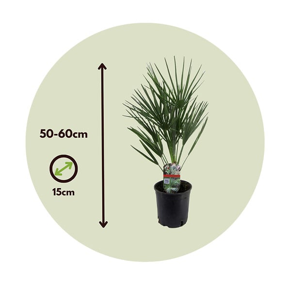 PLANT IN A BOX - Palmier nain - Set de 2 - Chamaerops humilis - Hauteur 50-60cm - ⌀15cm - large