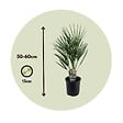 PLANT IN A BOX - Palmier nain - Set de 2 - Chamaerops humilis - Hauteur 50-60cm - ⌀15cm - vignette
