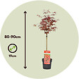 PLANT IN A BOX - érable du Japon - Acer palmatum 'Shaina' - Hauteur 80-90cm - âŒ€19cm - vignette