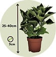 PLANT IN A BOX - Hortensia - Set de 3 - Hydrangea macrophylla - Hauteur 25-40cm - ⌀9cm - vignette