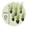 PLANT IN A BOX - Herbe aux plumes - Set de 6 - Stipa tenuifolia 'Pony Tails' - H20-30cm - ⌀9cm - vignette