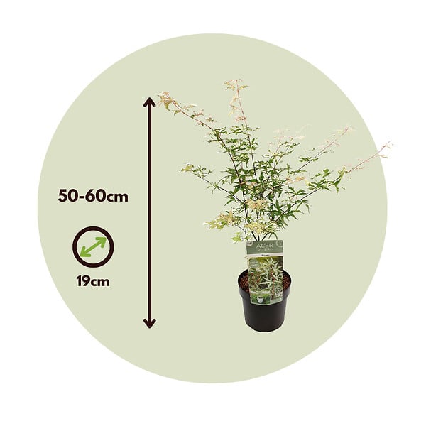 PLANT IN A BOX - Érable du Japon - Acer palmatum 'Ukigumo' - Hauteur 50-60cm - ⌀19cm - large
