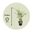 PLANT IN A BOX - Érable du Japon - Acer palmatum 'Ukigumo' - Hauteur 50-60cm - ⌀19cm - vignette