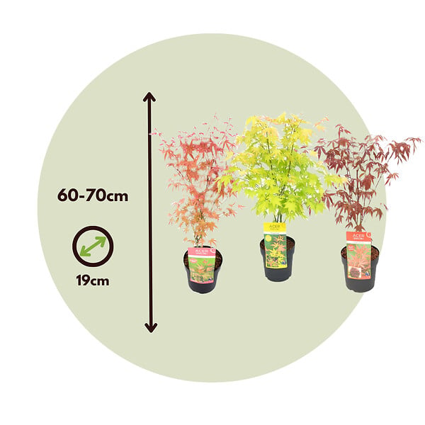 PLANT IN A BOX - érable du Japon - Set de 3 - Acer palmatum - Hauteur 60-70cm - âŒ€19cm - large
