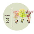 PLANT IN A BOX - érable du Japon - Set de 3 - Acer palmatum - Hauteur 60-70cm - âŒ€19cm - vignette