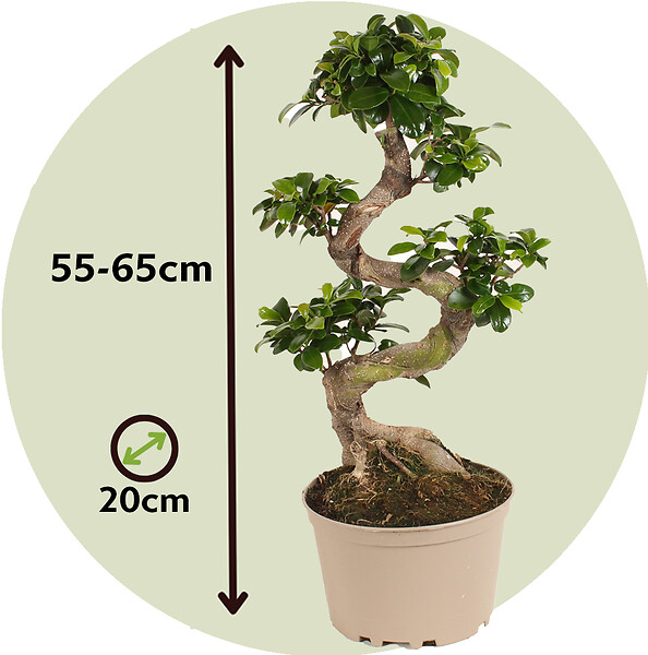 PLANT IN A BOX - Bonsaï - Ficus microcarpa 'ginseng' - Hauteur 55-65cm - ⌀20cm - large