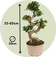PLANT IN A BOX - Bonsaï - Ficus microcarpa 'ginseng' - Hauteur 55-65cm - ⌀20cm - vignette