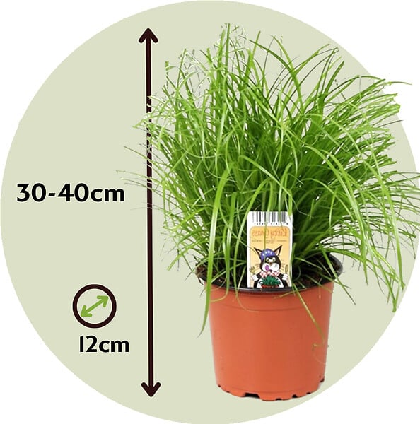 PLANT IN A BOX - Herbe à chat - Set de 6 - Cyperus zumula - Hauteur 30-40cm - ⌀12cm - large