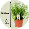 PLANT IN A BOX - Herbe à chat - Set de 6 - Cyperus zumula - Hauteur 30-40cm - ⌀12cm - vignette