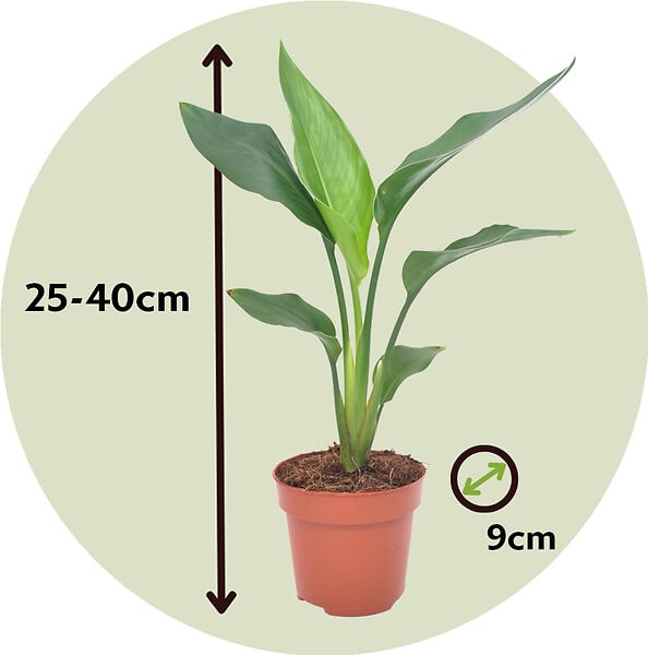 PLANT IN A BOX - Oiseau de paradis - Strelitzia reginea - Hauteur 25-40cm - ⌀9cm - large