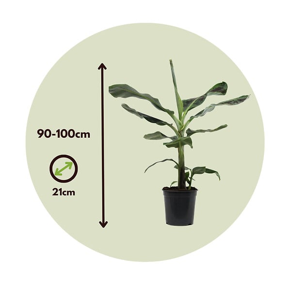 PLANT IN A BOX - Bananaier nain - Set de 2 - Musa 'Dwarf Cavendish' - Hauteur 90-100cm - ⌀21cm - large