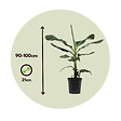 PLANT IN A BOX - Bananaier nain - Set de 2 - Musa 'Dwarf Cavendish' - Hauteur 90-100cm - ⌀21cm - vignette