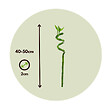 PLANT IN A BOX - Lucky Bamboo - Set de 12 - Dracaena sanderiana - Hauteur 40-50cm - ⌀2cm - vignette
